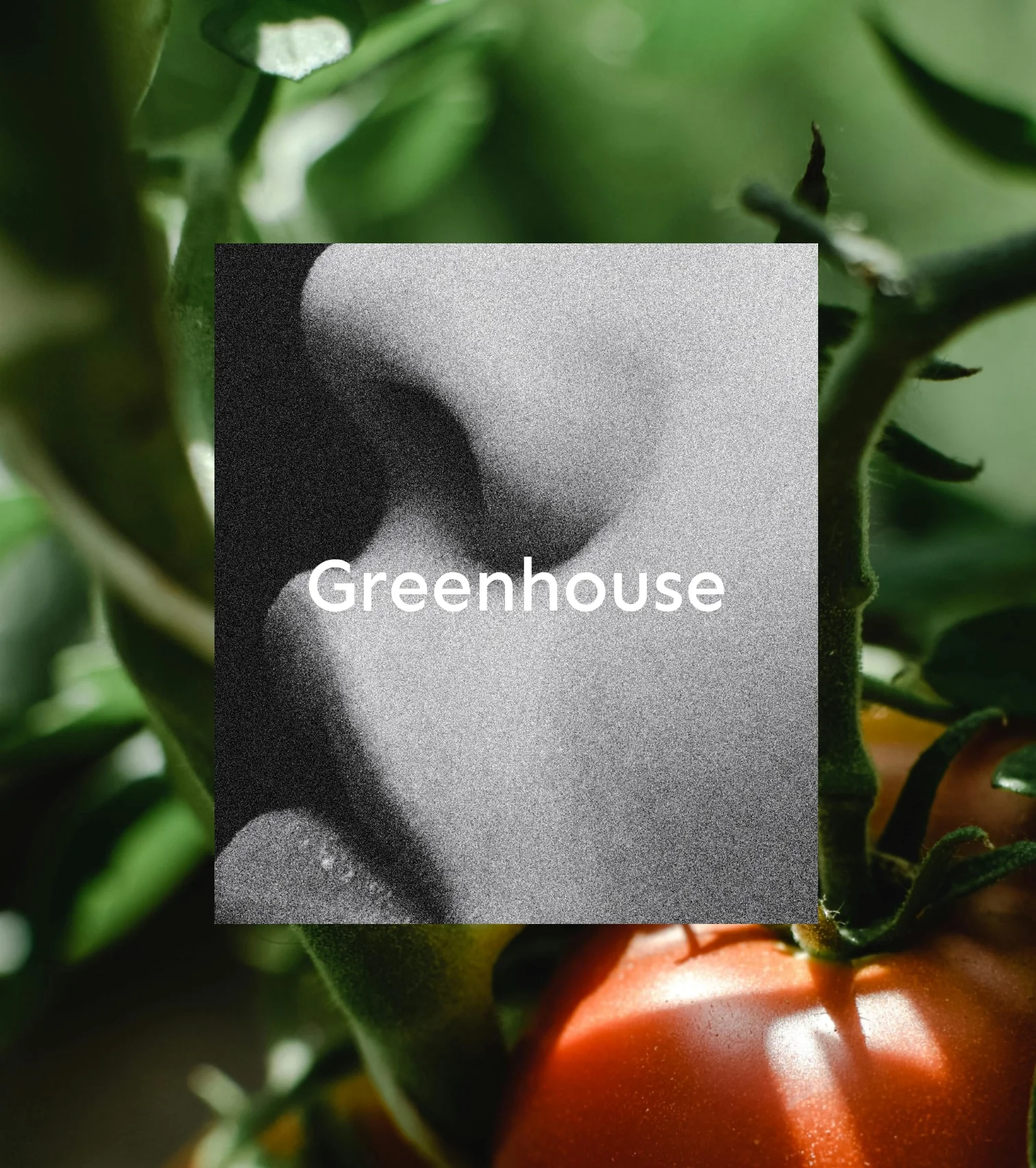 Room spray - Greenhouse - Image 2