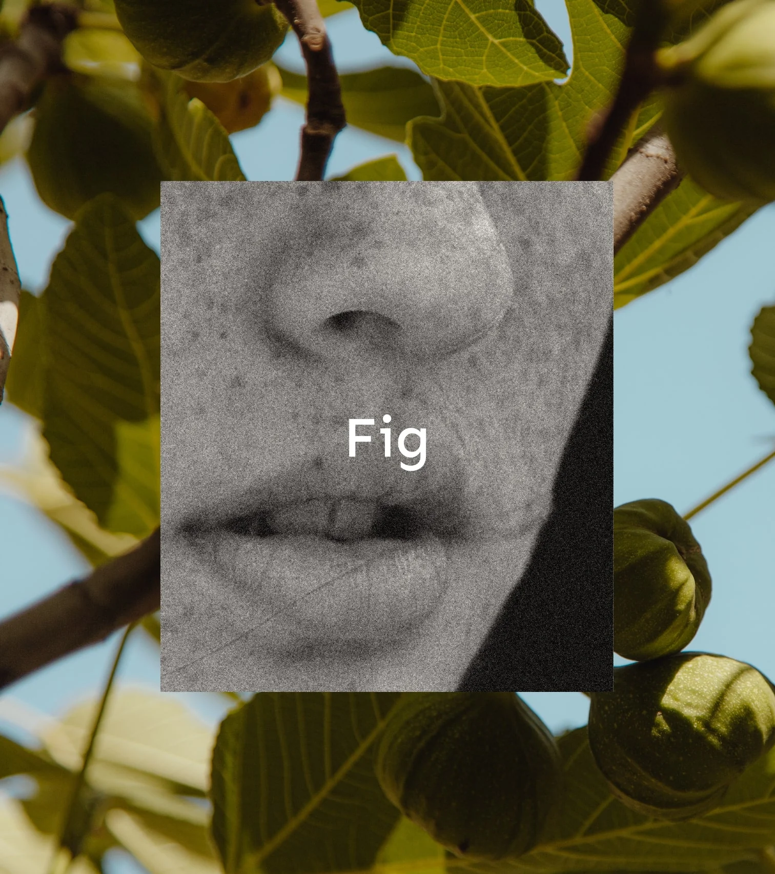 Świeca sojowa - Fig - Image 2